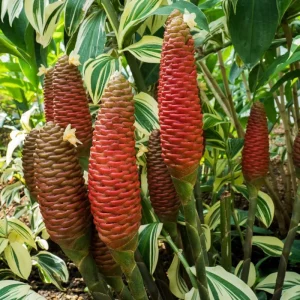 Shampoo Ginger Roots – Live Zingiber Zerumbet Rhizomes for Planting – Tropical Awapuhi - Image 4