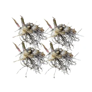 Shampoo Ginger Roots – Live Zingiber Zerumbet Rhizomes for Planting – Tropical Awapuhi - Image 5