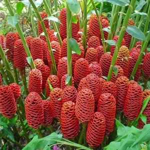 Shampoo Ginger Roots – Live Zingiber Zerumbet Rhizomes for Planting – Tropical Awapuhi - Image 1