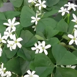 Shamrock Live Plant – 3.5-inch Pot – Indoor Houseplant – Green Foliage - Image 2