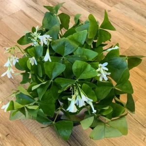 Shamrock Live Plant – 3.5-inch Pot – Indoor Houseplant – Green Foliage - Image 3