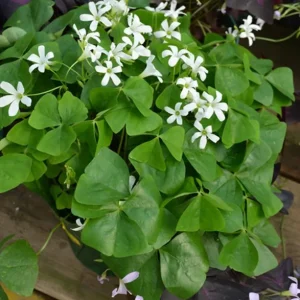 Shamrock Live Plant – 3.5-inch Pot – Indoor Houseplant – Green Foliage - Image 4