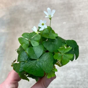 Shamrock Live Plant – 3.5-inch Pot – Indoor Houseplant – Green Foliage - Image 5