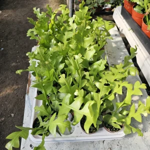 Sharktooth Fern Live Plant – Selenicereus chrysocardium – 3in Pot – Ric Rac Cactus - Image 2