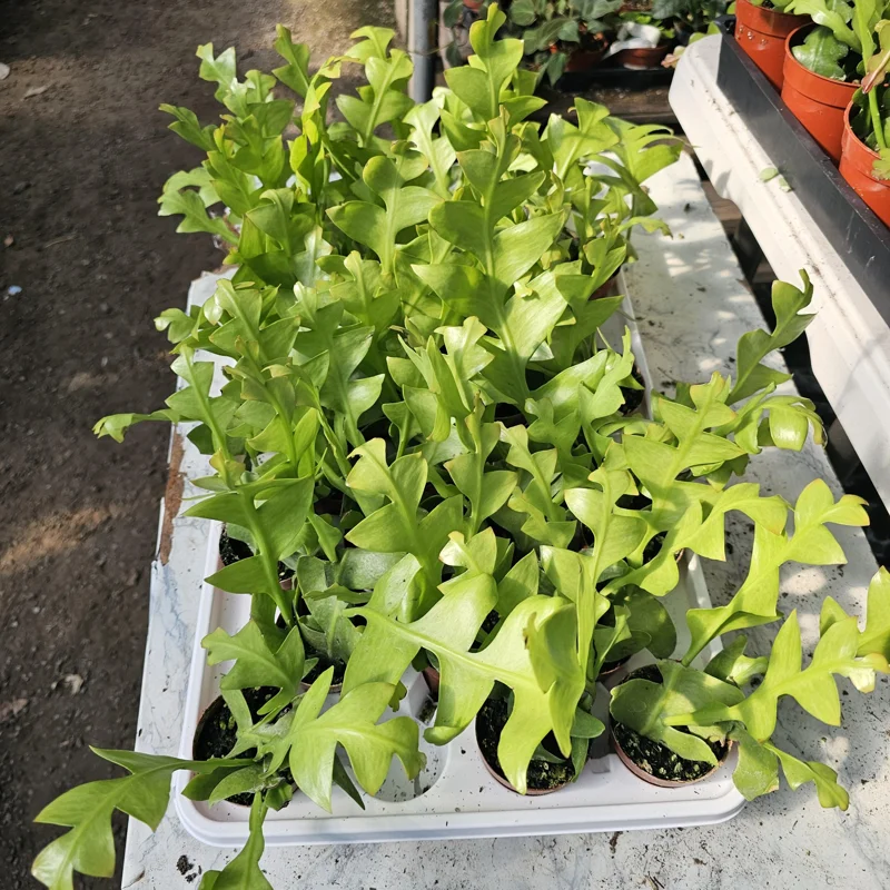 Sharktooth Fern Live Plant – Selenicereus chrysocardium – 3in Pot – Ric Rac Cactus - Image 2