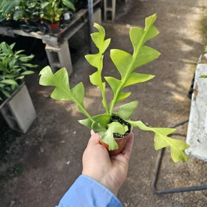 Sharktooth Fern Live Plant – Selenicereus chrysocardium – 3in Pot – Ric Rac Cactus - Image 1