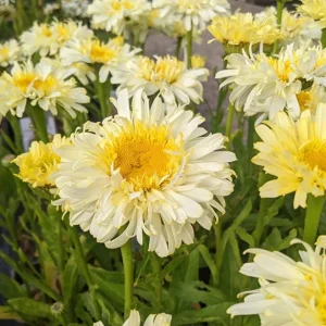 Shasta Daisy Realflor Real Charmer Live Plant - Set of 2, 4-8 Inch Tall, Hardy Perennial for Outdoor Gardens - Image 2