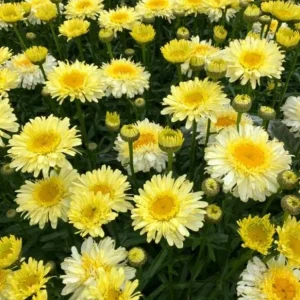 Shasta Daisy Realflor Real Charmer Live Plant - Set of 2, 4-8 Inch Tall, Hardy Perennial for Outdoor Gardens - Image 3