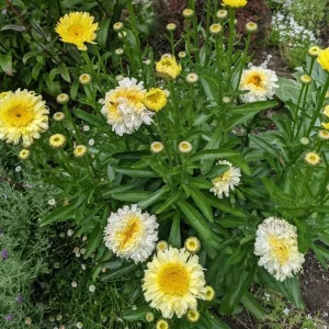 Shasta Daisy Realflor Real Charmer Live Plant - Set of 2, 4-8 Inch Tall, Hardy Perennial for Outdoor Gardens - Image 4