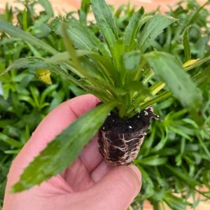 Shasta Daisy Realflor Real Charmer Live Plant - Set of 2, 4-8 Inch Tall, Hardy Perennial for Outdoor Gardens - Image 6