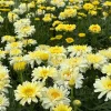 Shasta Daisy Realflor Real Charmer Live Plant - Set of 2, 4-8 Inch Tall, Hardy Perennial for Outdoor Gardens - Image 1