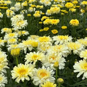 Shasta Daisy Realflor Real Charmer Live Plant - Set of 2, 4-8 Inch Tall, Hardy Perennial for Outdoor Gardens - Image 1