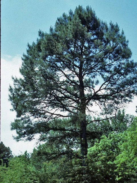 Shortleaf Pine Live Starter Tree - Pinus echinata - 12+ Inches Tall - Bare Root - Image 2