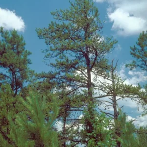 Shortleaf Pine Live Starter Tree - Pinus echinata - 12+ Inches Tall - Bare Root - Image 4