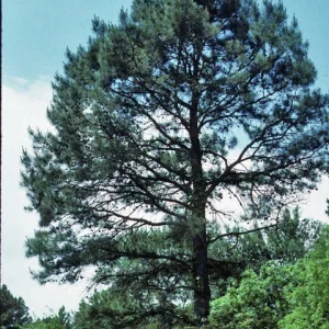 Shortleaf Pine Live Tree - Pinus echinata Starter Plant 12+ Inches Tall - Outdoor - Image 2