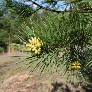 Shortleaf Pine Live Tree Starter - Pinus echinata - 12+ Inches Tall - Outdoor Evergreen Seedling - Image 3