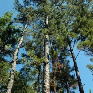 Shortleaf Pine Live Tree Starter - Pinus echinata - 12+ Inches Tall - Outdoor Evergreen Seedling - Image 1