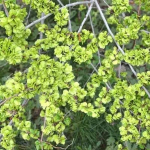 Siberian Elm Bare Root Tree - Set of 2, 6-12 Inch Tall, Cold Hardy for Landscaping - Image 1