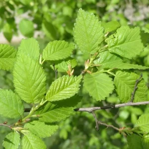 Siberian Elm Bare Root Tree - Set of 2, 6-12 Inch Tall, Cold Hardy for Landscaping - Image 2