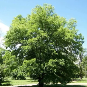 Siberian Elm Bare Root Tree - Set of 2, 6-12 Inch Tall, Cold Hardy for Landscaping - Image 4