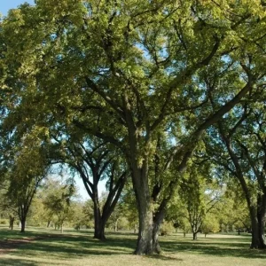 Siberian Elm Bare Root Tree - Set of 2, 6-12 Inch Tall, Cold Hardy for Landscaping - Image 5