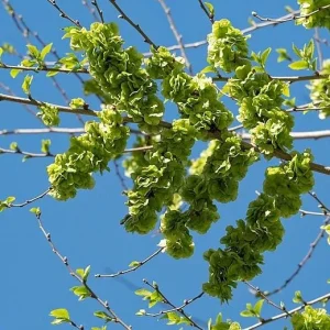 Siberian Elm Bare Root Tree - Set of 2, 6-12 Inch Tall, Cold Hardy for Landscaping - Image 6