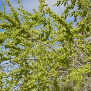 Siberian Elm Bare Root Tree - Set of 2, 6-12 Inch Tall, Cold Hardy for Landscaping - Image 7