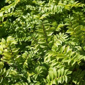 Siberian Elm Bare Root Tree - Set of 2, 6-12 Inch Tall, Cold Hardy for Landscaping - Image 8