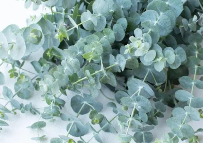 Silver Dollar Eucalyptus Live Plant - 3-6 inch Tall - 3 inch Pot - Fragrant Foliage - Image 2