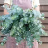 Silver Dollar Eucalyptus Live Plant - 3-6 inch Tall - 3 inch Pot - Fragrant Foliage - Image 1
