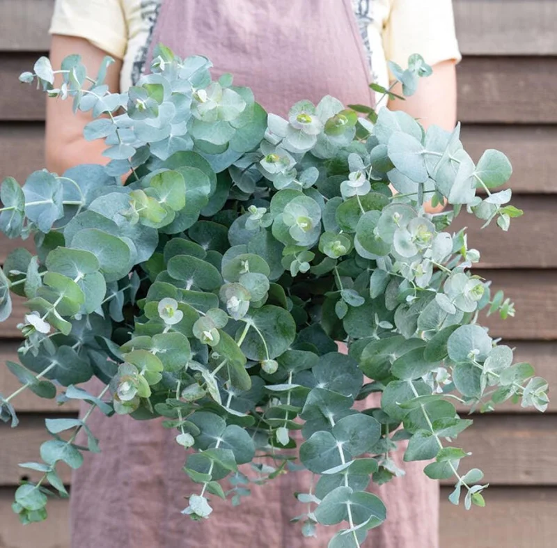 Silver Dollar Eucalyptus Live Plant - 3-6 inch Tall - 3 inch Pot - Fragrant Foliage - Image 1