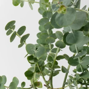 Silver Dollar Eucalyptus Live Plant - 3-6 inch Tall - 3 inch Pot - Fragrant Foliage - Image 4