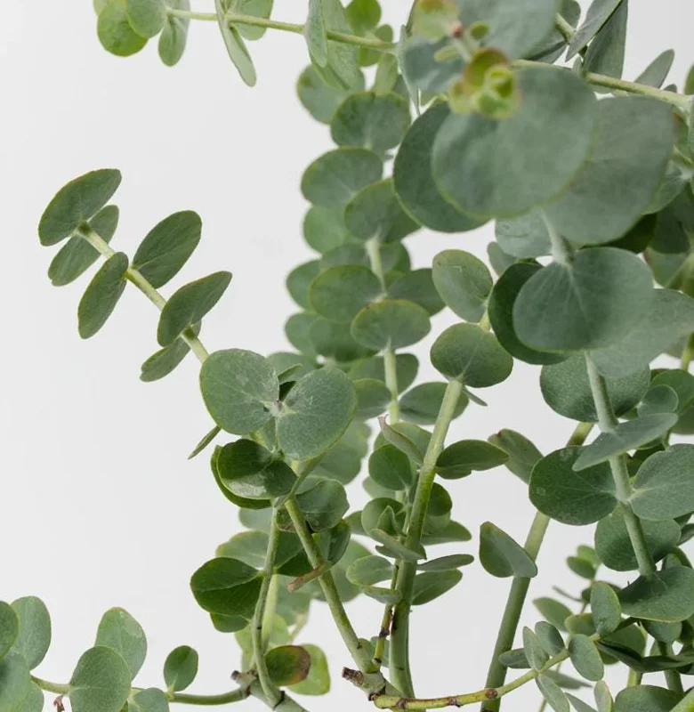 Silver Dollar Eucalyptus Live Plant - 3-6 inch Tall - 3 inch Pot - Fragrant Foliage - Image 4