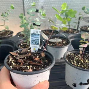 Silver Dollar Eucalyptus Live Plant - 3-6 inch Tall - 3 inch Pot - Fragrant Foliage - Image 6
