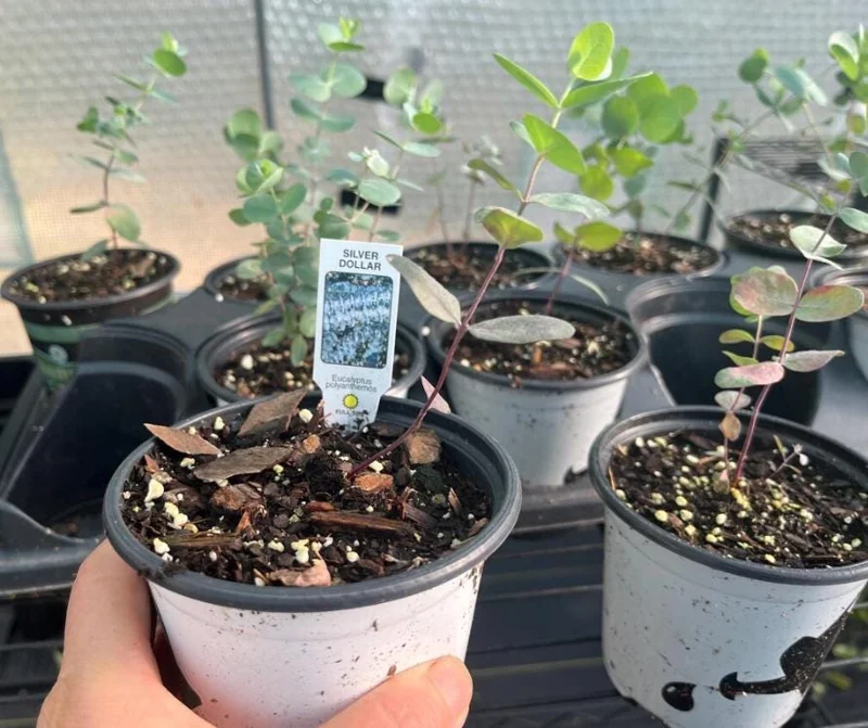 Silver Dollar Eucalyptus Live Plant - 3-6 inch Tall - 3 inch Pot - Fragrant Foliage - Image 6