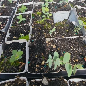 Silver Dollar Eucalyptus Live Plant - 3-6 inch Tall - 3 inch Pot - Fragrant Foliage - Image 7