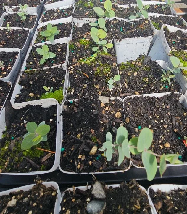 Silver Dollar Eucalyptus Live Plant - 3-6 inch Tall - 3 inch Pot - Fragrant Foliage - Image 7