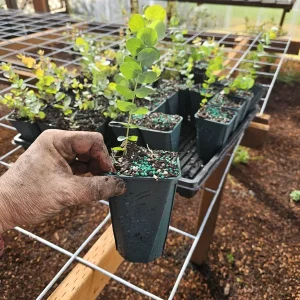 Silver Dollar Eucalyptus Live Plant, Fragrant Indoor/Outdoor, 6-8 Inch Tall, 5 Inch Pot - Image 2