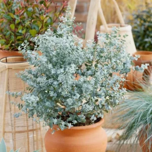 Silver Dollar Eucalyptus Live Plant, Fragrant Indoor/Outdoor, 6-8 Inch Tall, 5 Inch Pot - Image 4