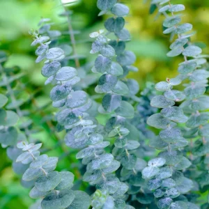 Silver Dollar Eucalyptus Live Plant, Fragrant Indoor/Outdoor, 6-8 Inch Tall, 5 Inch Pot - Image 1