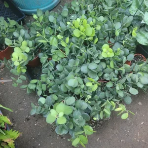 Silver Dollar Plant (Xerosicyos Danguyi) Live Succulent – 4in Pot – String of Coins - Image 2