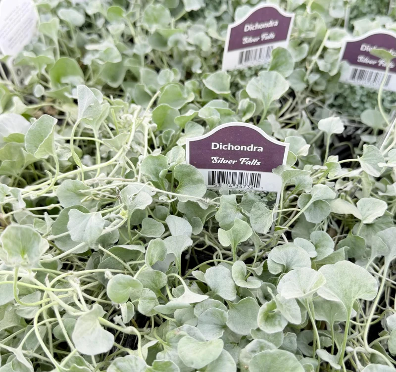 Silver Falls Dichondra Live Plant – 4 Inch Pot – Trailing Silver Houseplant - Image 2