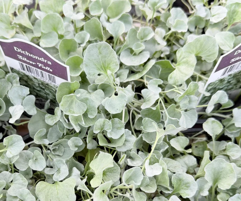 Silver Falls Dichondra Live Plant – 4 Inch Pot – Trailing Silver Houseplant - Image 3