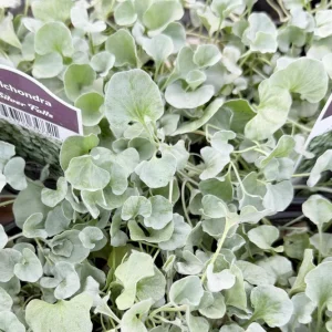 Silver Falls Dichondra Live Plant – 4 Inch Pot, Trailing Houseplant - Image 3