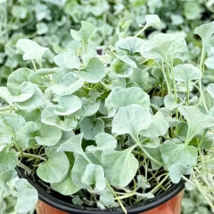 Silver Falls Dichondra Live Plant – 4 Inch Pot – Trailing Silver Houseplant - Image 1