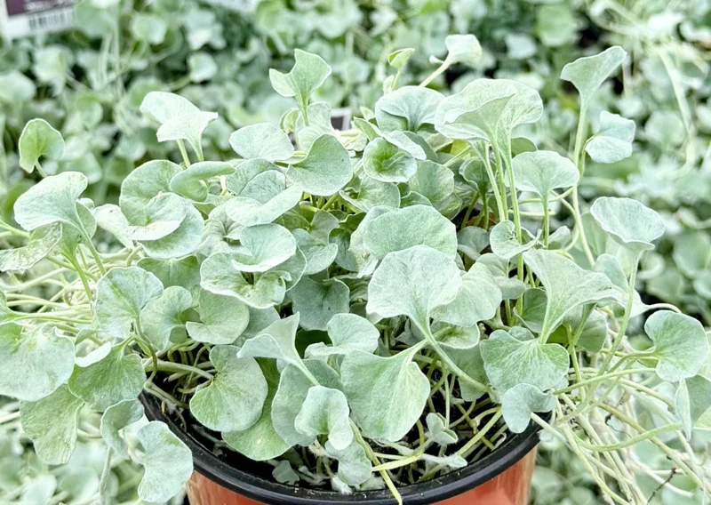 Silver Falls Dichondra Live Plant – 4 Inch Pot – Trailing Silver Houseplant - Image 1