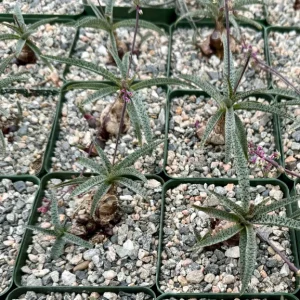 Silver Squill Live Plant – Ledebouria Socialis – 3 Inch Pot – Caudex Houseplant - Image 3