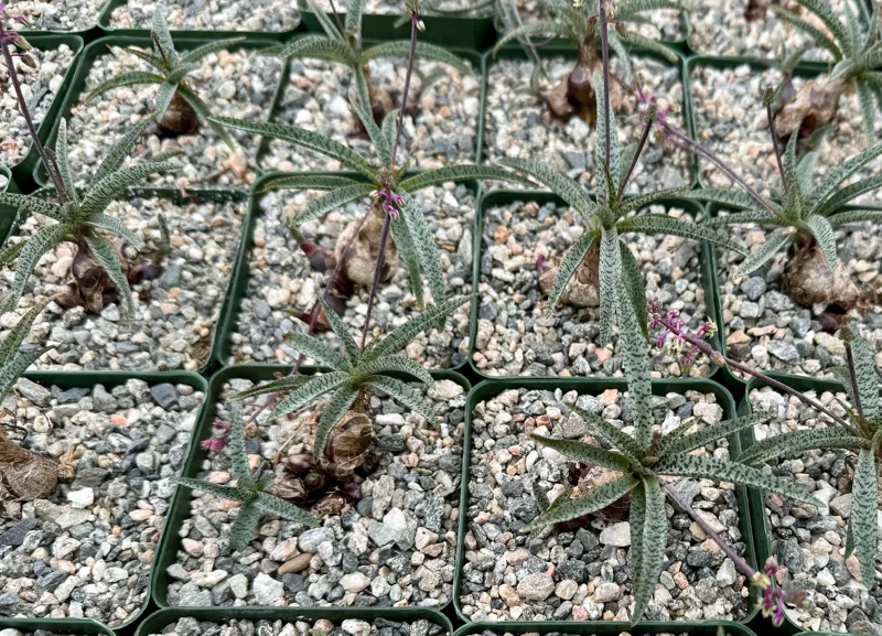 Silver Squill Live Plant – Ledebouria Socialis – 3 Inch Pot – Caudex Houseplant - Image 3