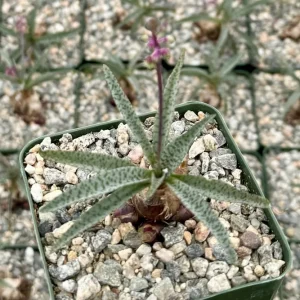 Silver Squill Live Plant – Ledebouria Socialis – Caudex Plant – 3 Inch Pot – Indoor - Image 1