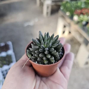 Sinocrassula Yunnanensis Chinese Jade Succulent Live Plant – 2in Pot – Rare Indoor Succulent - Image 1